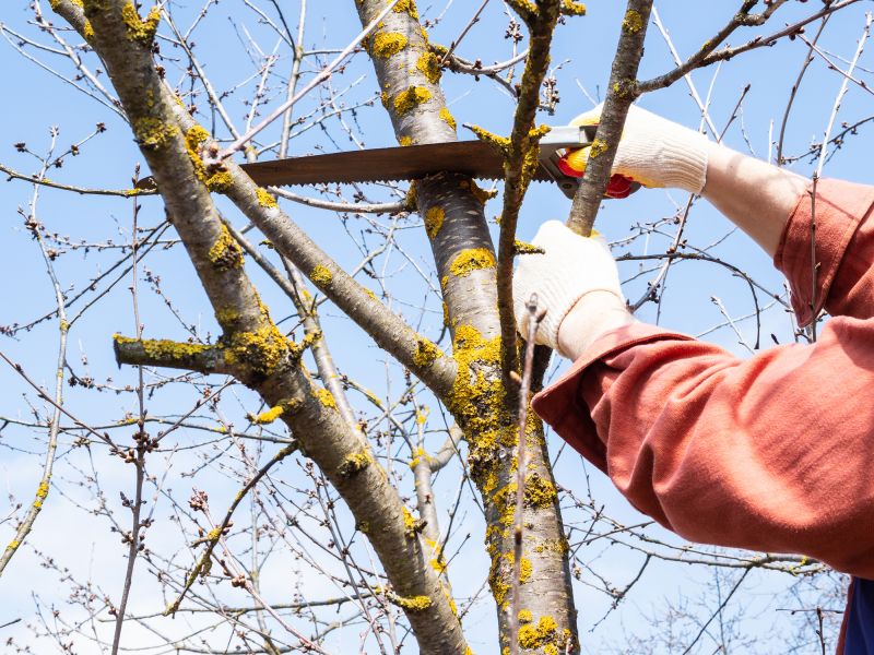 Tree Lopping