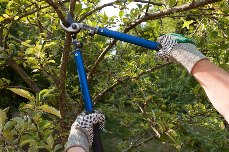 Tree Lopping