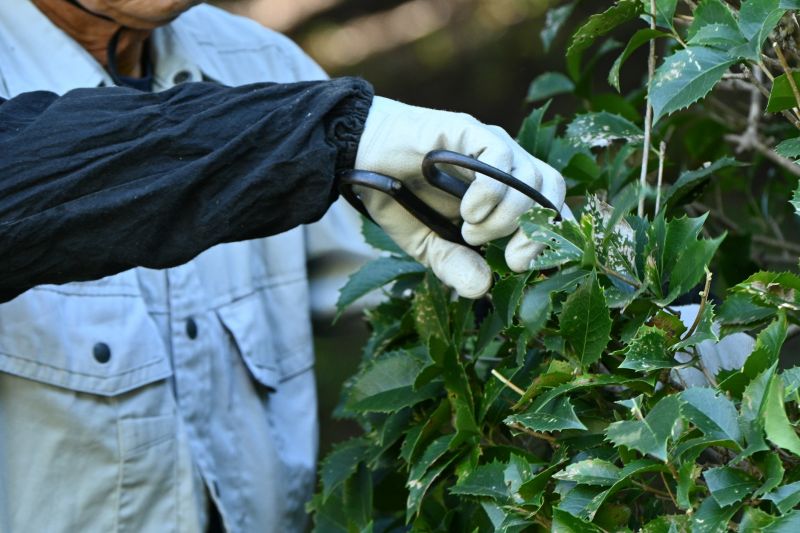 Honeysuckle Trimming in Ventura County, CA