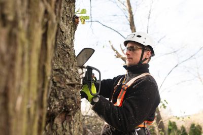 Arborist Performing Pruning
