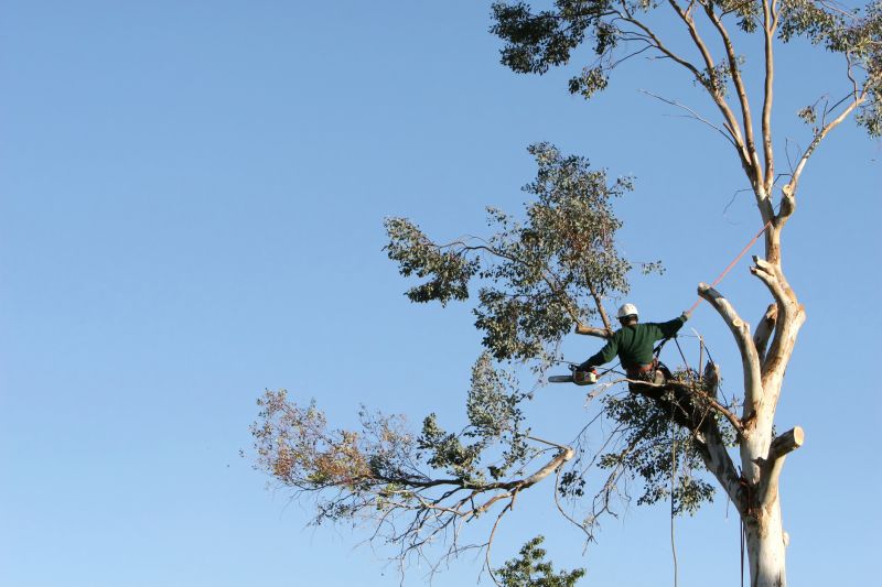 Arborist Using Climbing Equipment