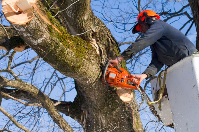Maintain Tree Health
